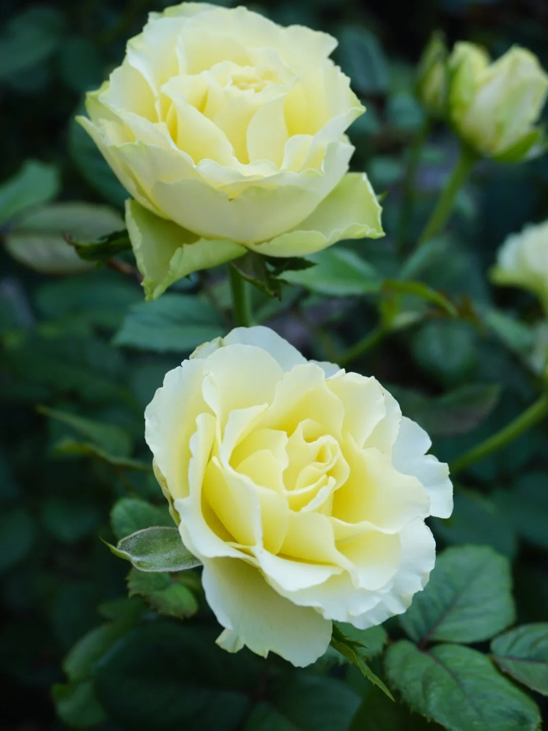 Rare Rose  'Green Planet ｜緑の惑星  | 绿行星 '