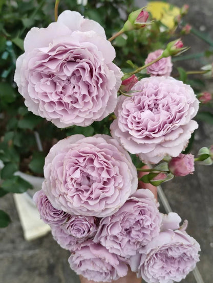 Rose ' Libellula | リベルラ | 蜻蜓 '