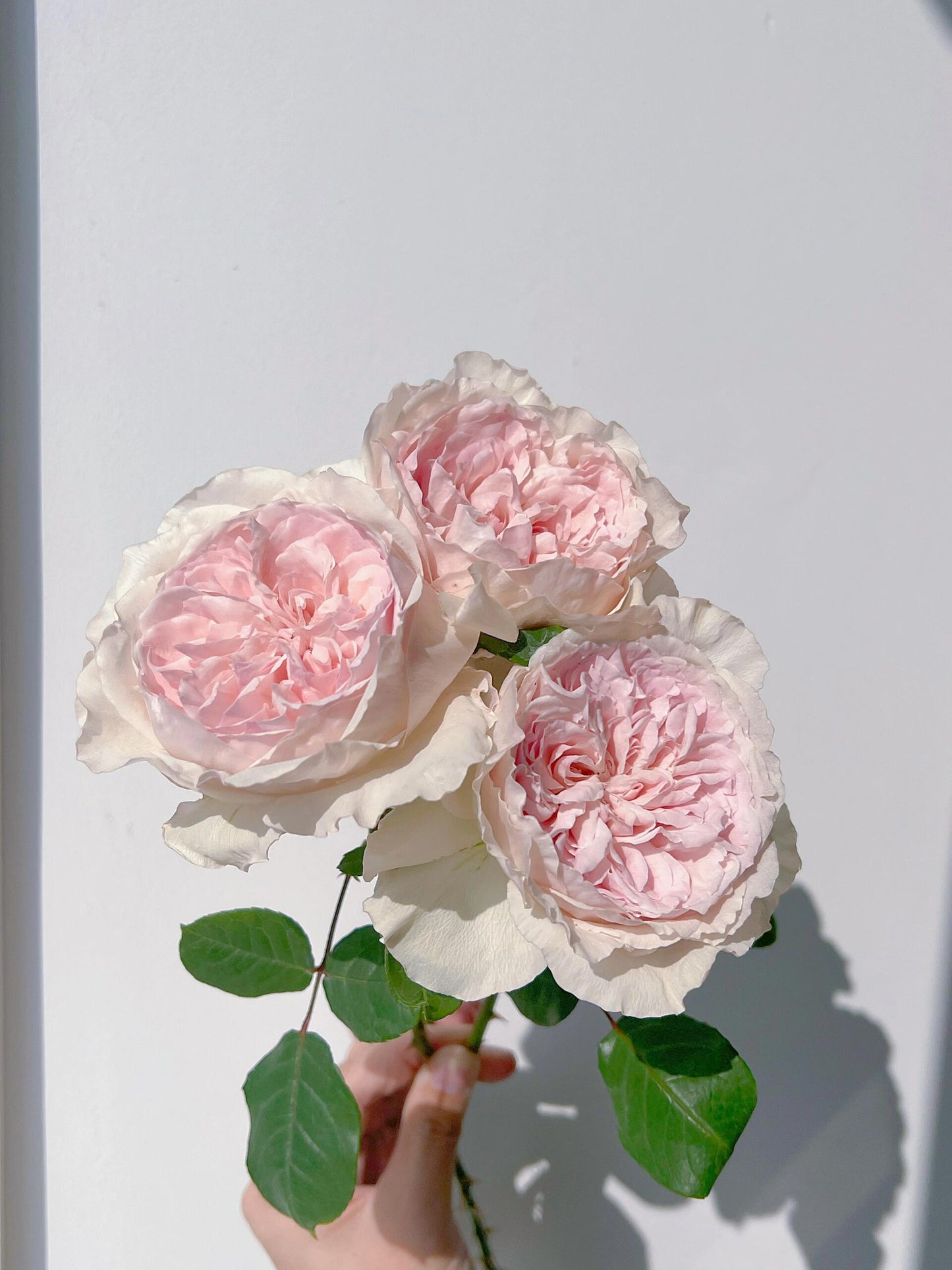 Rose  ‘ Les fraises ｜草莓奶昔 ’