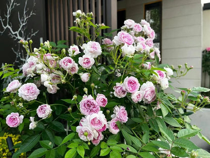 Rose 'Aunt Margy's | 拇指姑娘 | 麻吉婶婶 '
