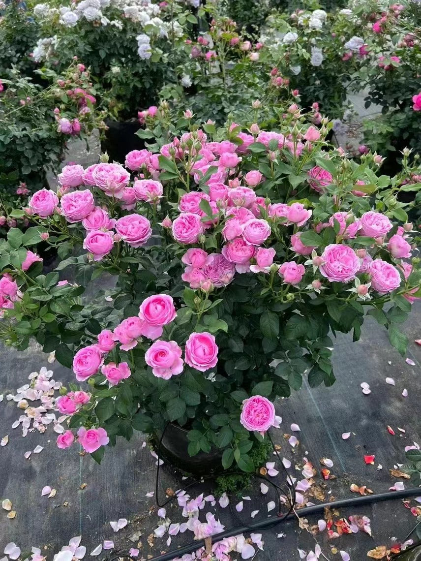 Rare Rose 'WanShan  | 纨扇| New varietie 2020 '