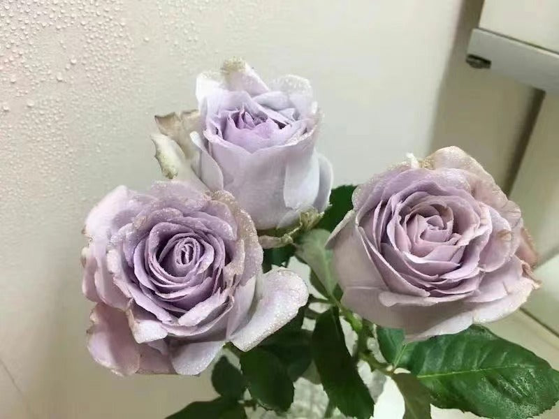 Rose 'Luxury Nove | ラグジュノーブ| 天然香水'
