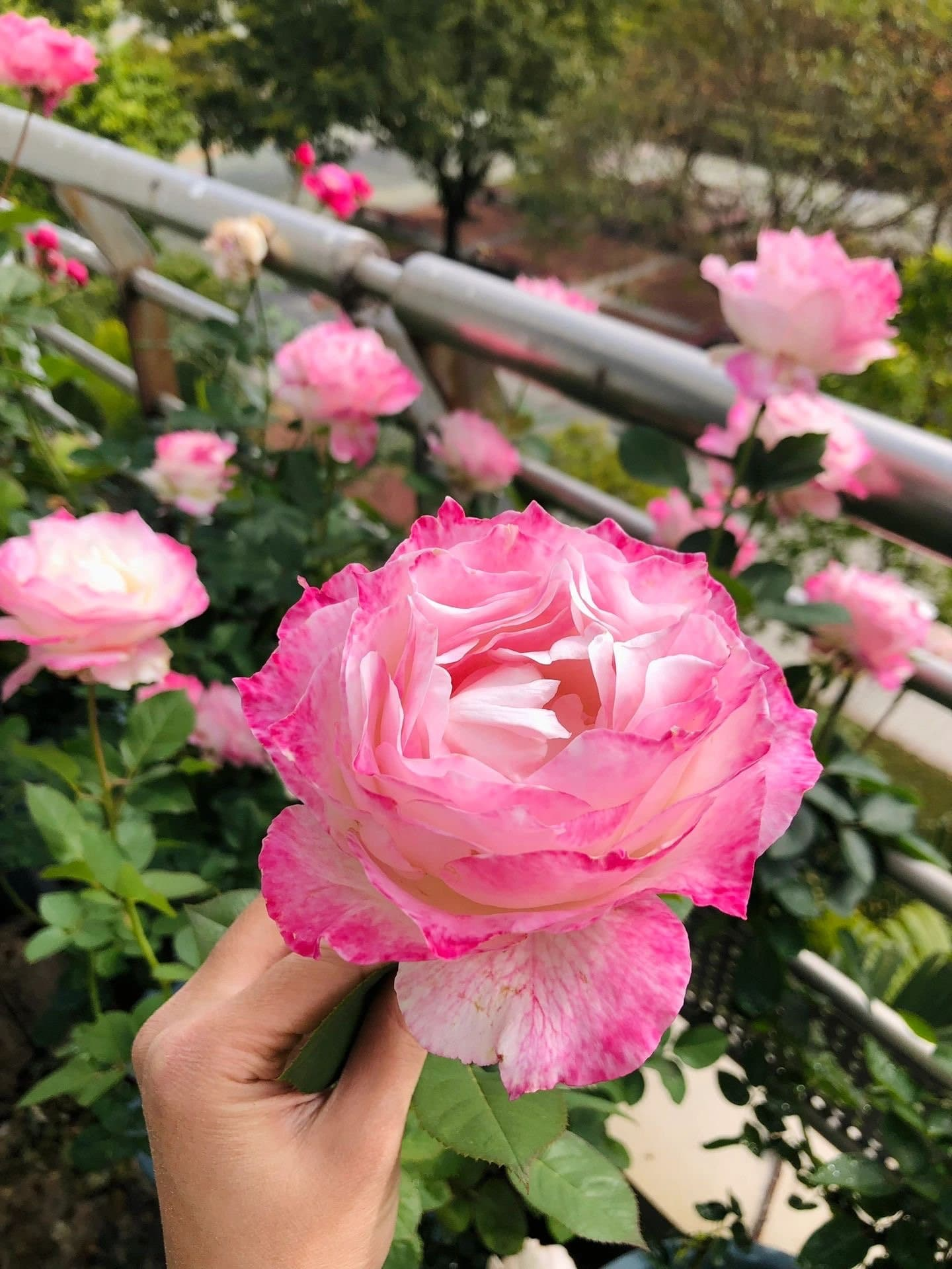 Rosa  ‘Seraphim | セラフィム | 六翼天使 ’   - Award-winning