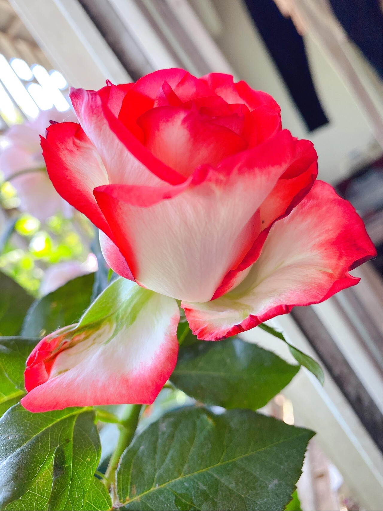 Rare Rose  ’ Yashica｜切花胭脂扣 ｜雅西卡 - New variety