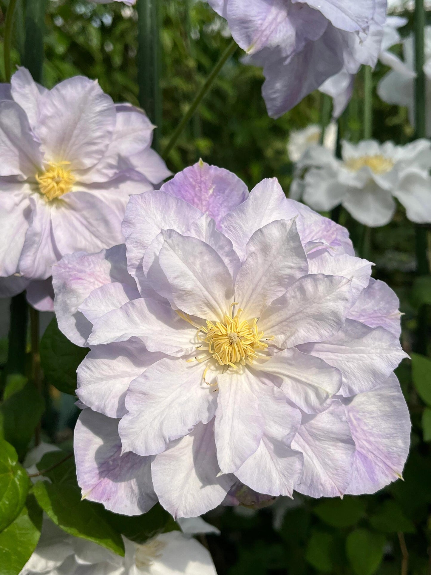 Clematis ‘’Veronica's choice｜维罗妮卡的选择‘’
