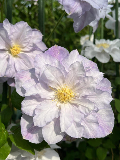 Clematis ‘’Veronica's choice｜维罗妮卡的选择‘’