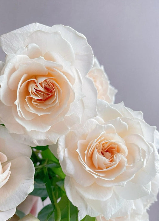 Rose  ‘ Royal Diva｜歌剧皇后'