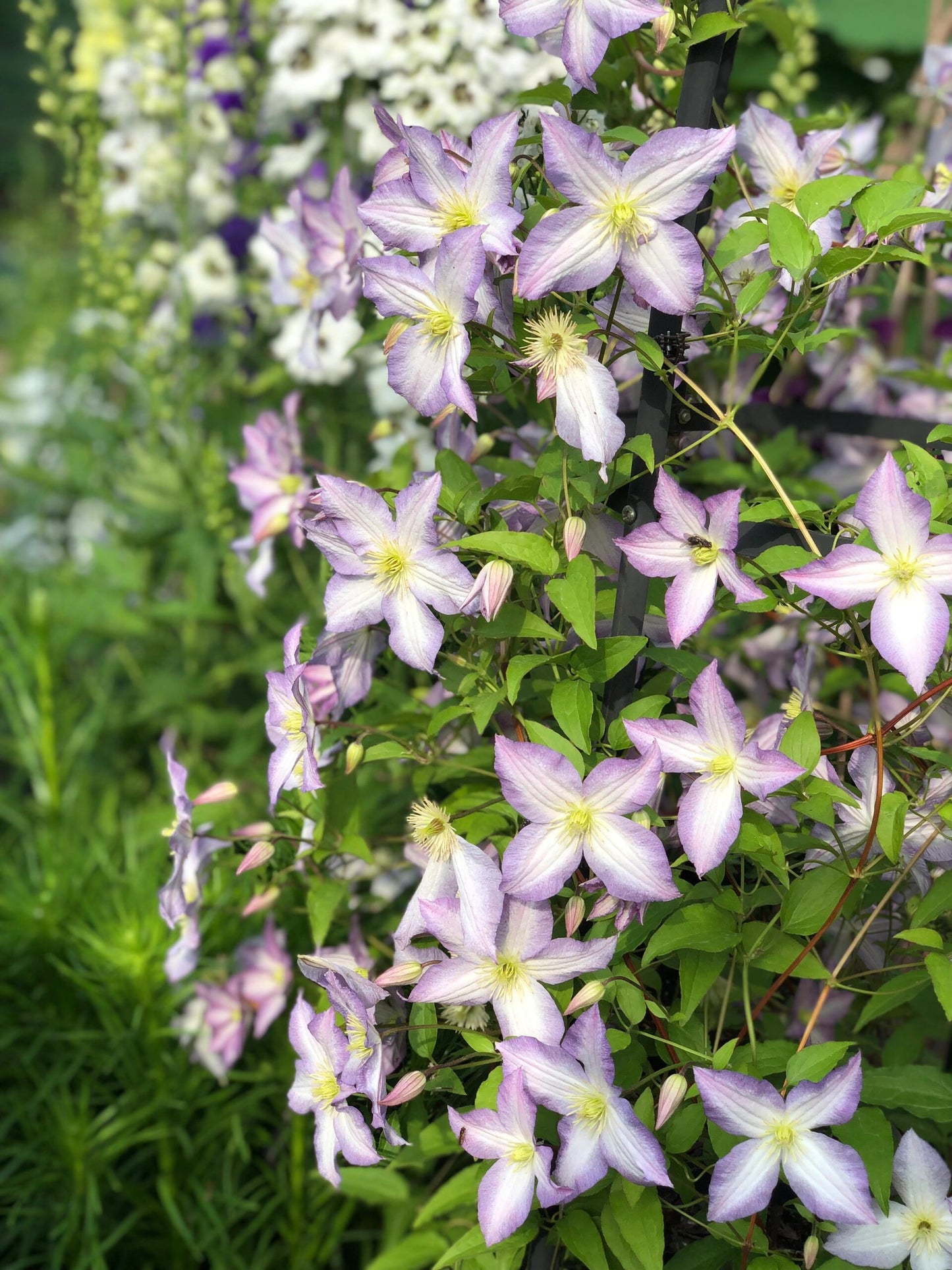Clematis ‘’Blue Angel| あおてんし |蓝天使‘’