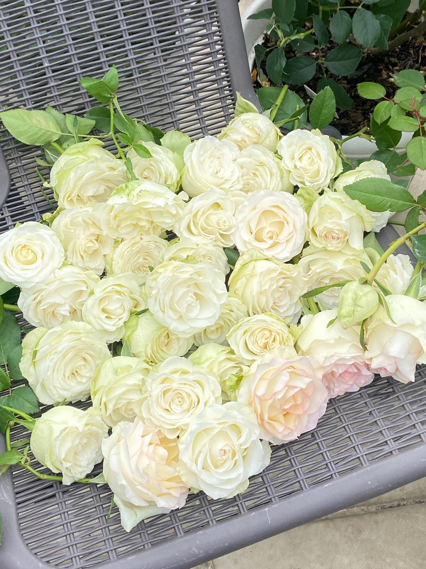 Rose  ’ White Jumilia ｜白艾莎