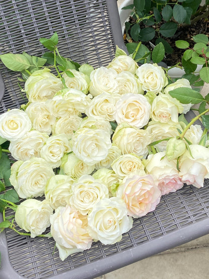 Rose  ’ White Jumilia ｜白艾莎