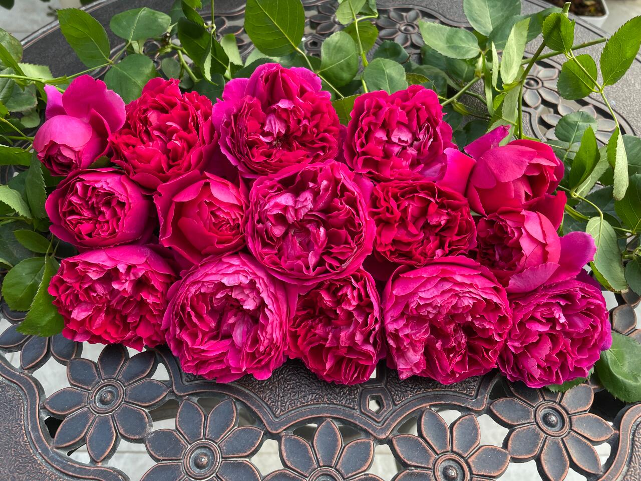 Rose  ‘ Flying Swan ｜Jing Hong｜惊鸿 - New Variety-2021