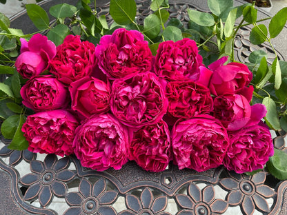 Rose  ‘ Flying Swan ｜Jing Hong｜惊鸿 - New Variety-2021