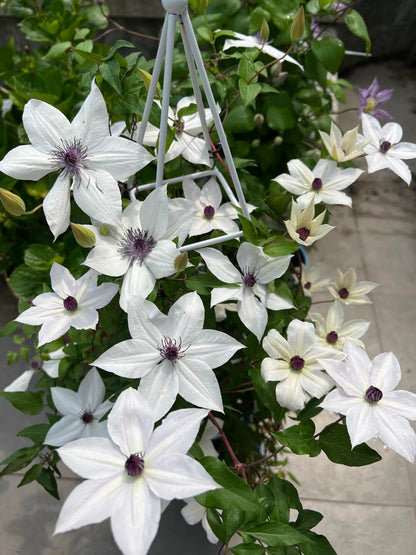 Rare Clematis ‘’Guizi｜摫子‘’