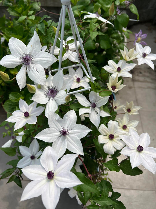 Clematis 'Tsukiko' 槻子