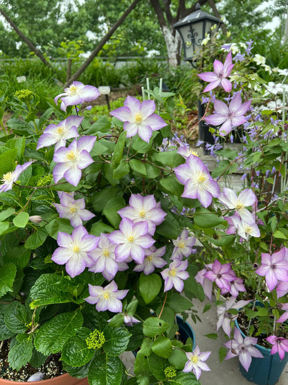 Clematis ‘’Lucky Charm| お守り|幸运符‘’