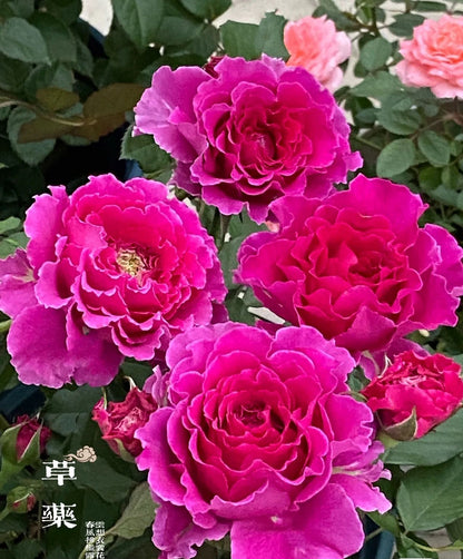 Rose  'Ramukan | ラムカン | 草药 '
