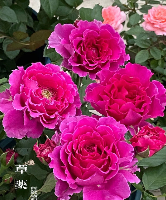 Rose  'Ramukan | ラムカン | 草药 '