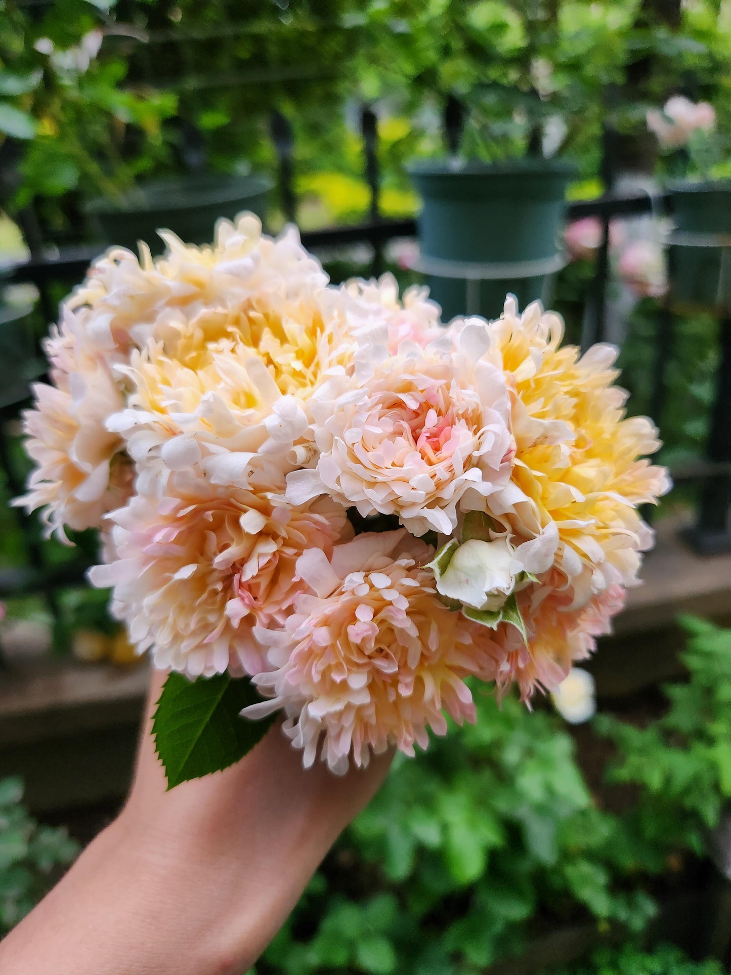 Rare Rose  ‘ Peach Anemone ｜桃子海葵 - New Variety 2023