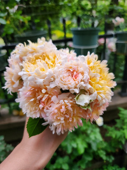 Rare Rose  ‘ Peach Anemone ｜桃子海葵 - New Variety 2023