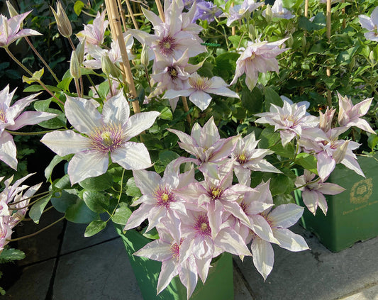 Clematis ‘’Samaritan Jo| 撒马利亚乔‘’