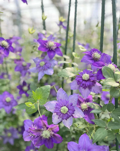 Clematis '  Song of the Secret Garden |  神秘园之歌