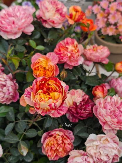 Rose 'Juice Splash' 果汁飞溅