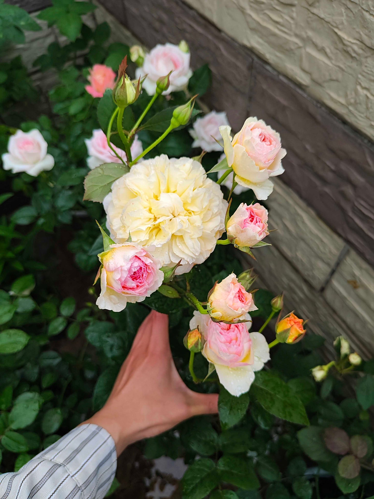 Rose ’ Kagelou| カゲロウ  | 阳炎/蜉蝣  - New varieties 2020