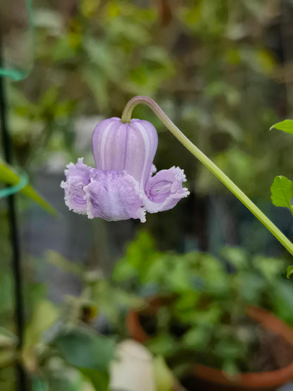 Pink Octopus Clematis ‘’Last Whisper｜最後の囁き| 最后的轻语| タコクレマチス‘’ - US Exclusive