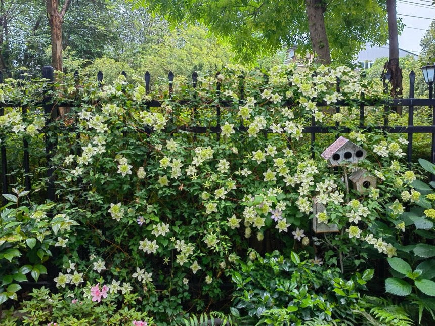 Clematis ''Alba Plenal | 白万重''-小绿| 绿玉