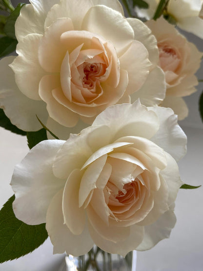 Rose  ‘ Royal Diva｜歌剧皇后'