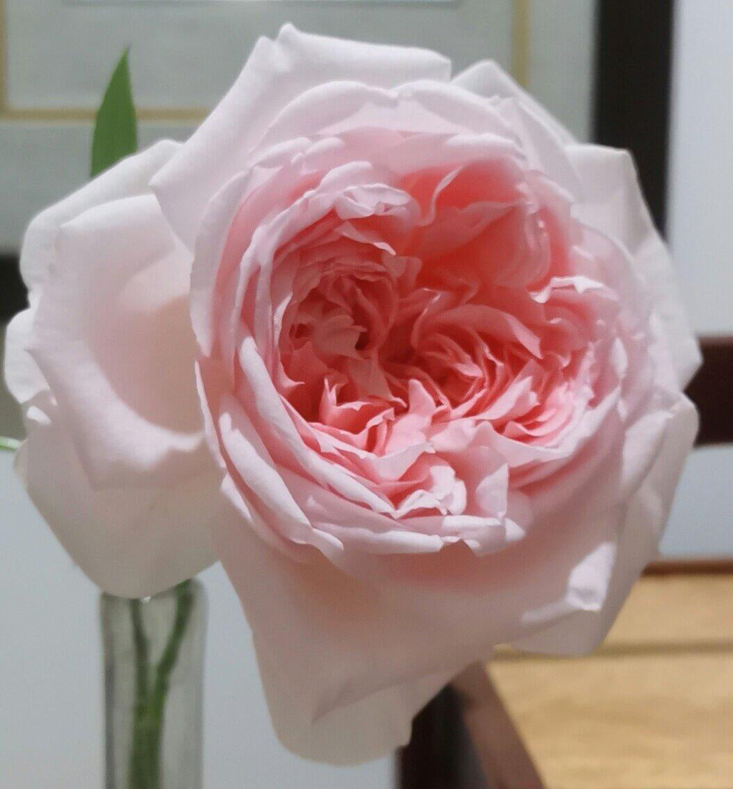 Rose 'Pretty Rabbit' 漂亮的玉兔
