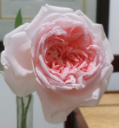 Rose 'Pretty Rabbit' 漂亮的玉兔