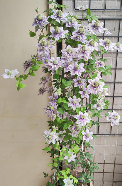 Clematis'' Minamonoyousei | みなもようせい| 水面妖精''