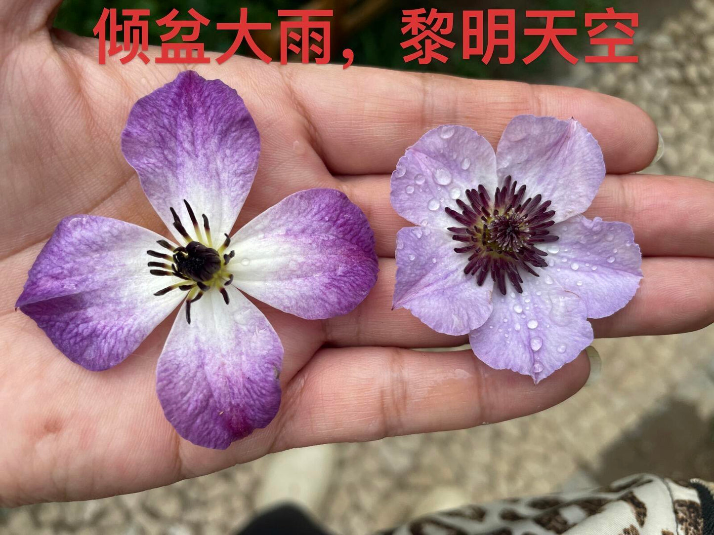 Clematis ' Downpour | 倾盆大雨