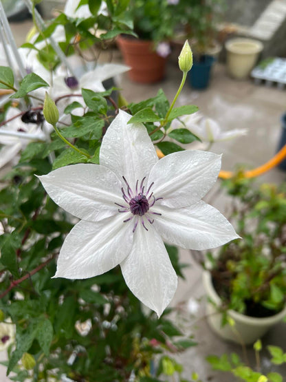 Rare Clematis ‘’Guizi｜摫子‘’