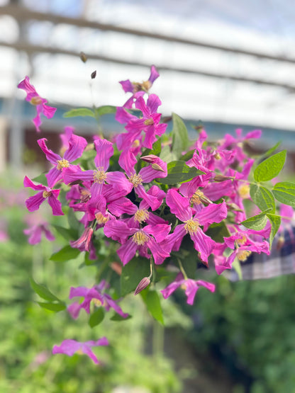 Clematis ‘’Inspiration｜灵感‘’