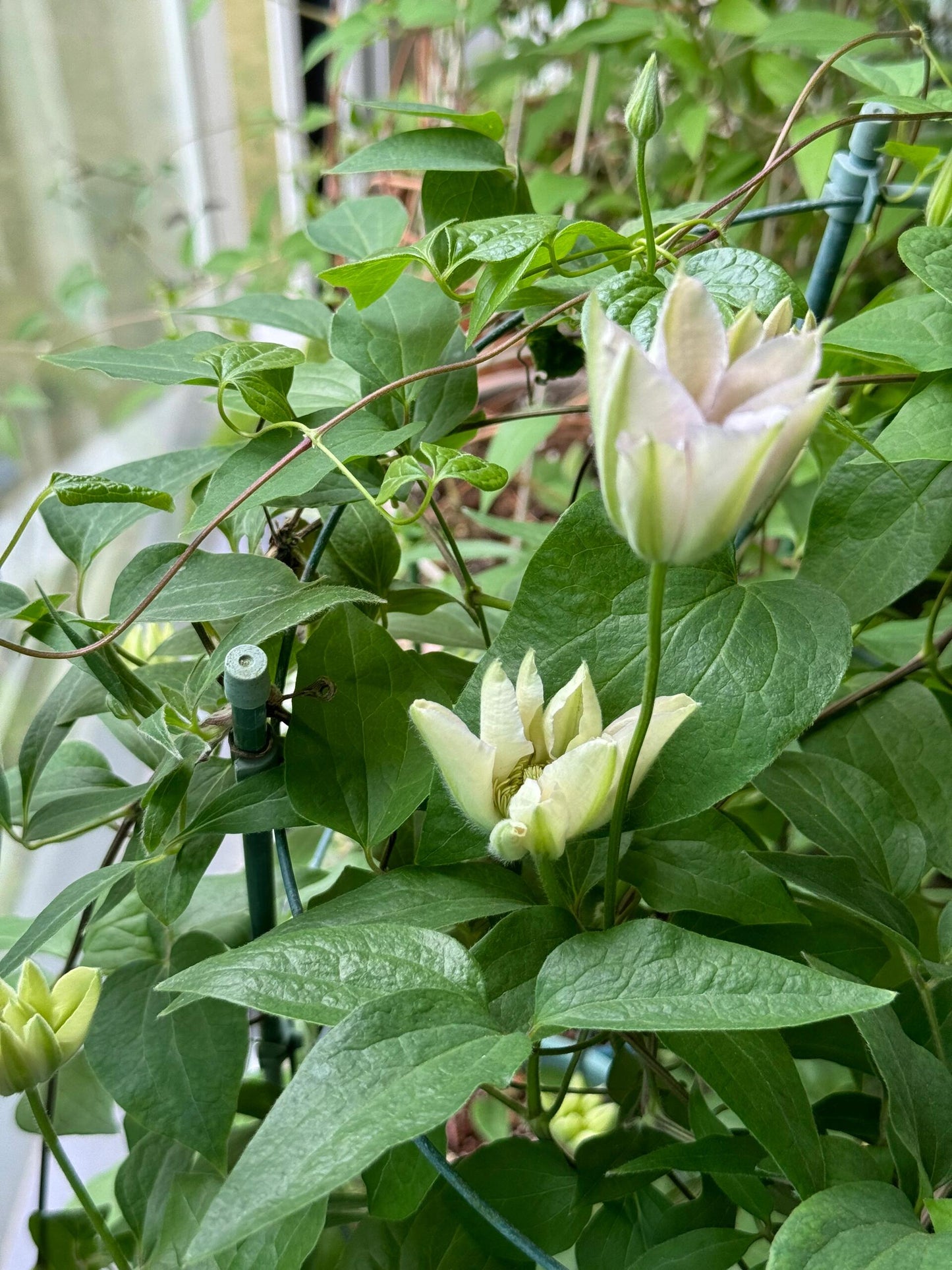 Clematis ‘’Innocent Blush |羞答答‘’