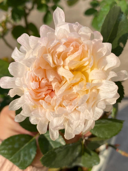 Rare Rose  ‘ Peach Anemone ｜桃子海葵 - New Variety 2023