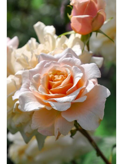 Rosa ’ Ben Weatherstaff｜ ベン ウェザースタッフ|   园丁老班 - New Variety 2020