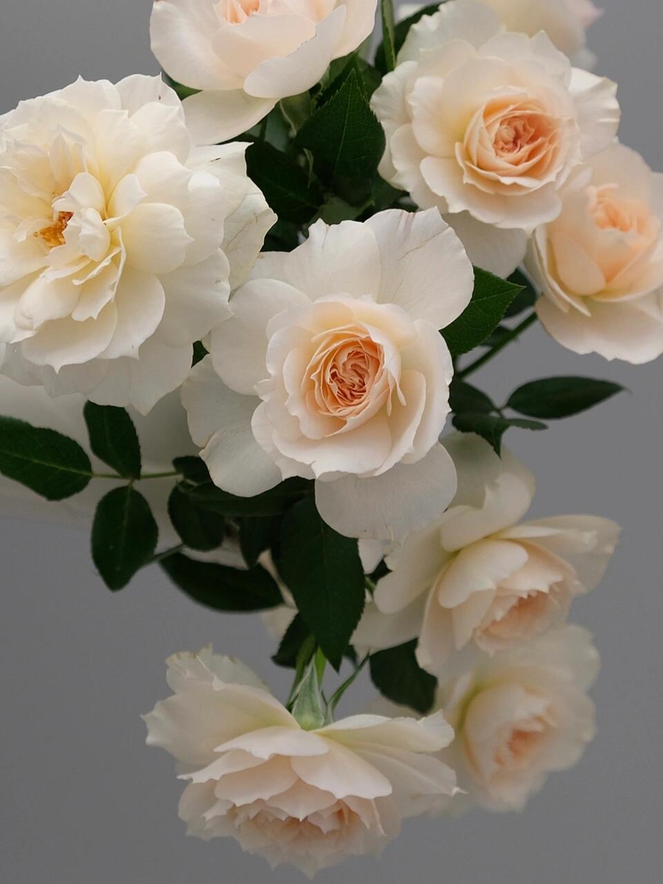 Rose  ‘ Royal Diva｜歌剧皇后'