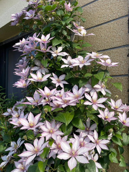 Clematis ‘’Samaritan Jo| 撒马利亚乔‘’