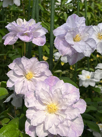 Clematis ‘’Veronica's choice｜维罗妮卡的选择‘’
