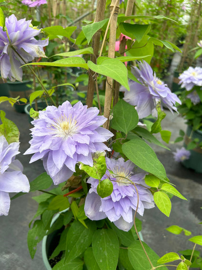 Clematis  ‘’Diamond Bal| 钻石球‘’