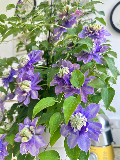 Clematis ''Magic Fountain| 魔法喷泉''