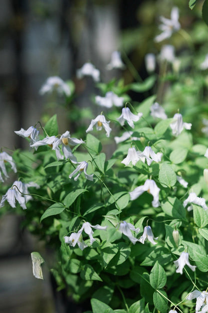 Clematis ''Twinkle| 闪烁''