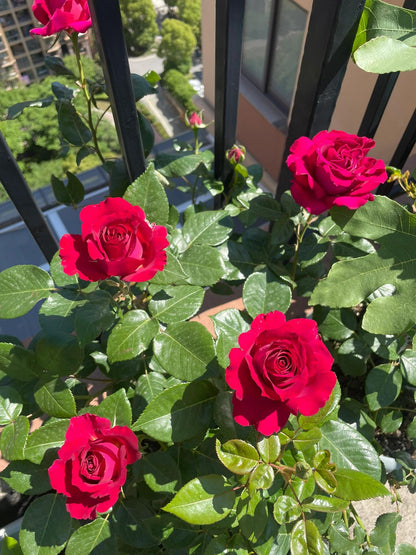 Rose  ’ Belles Rives |  美人丽芙