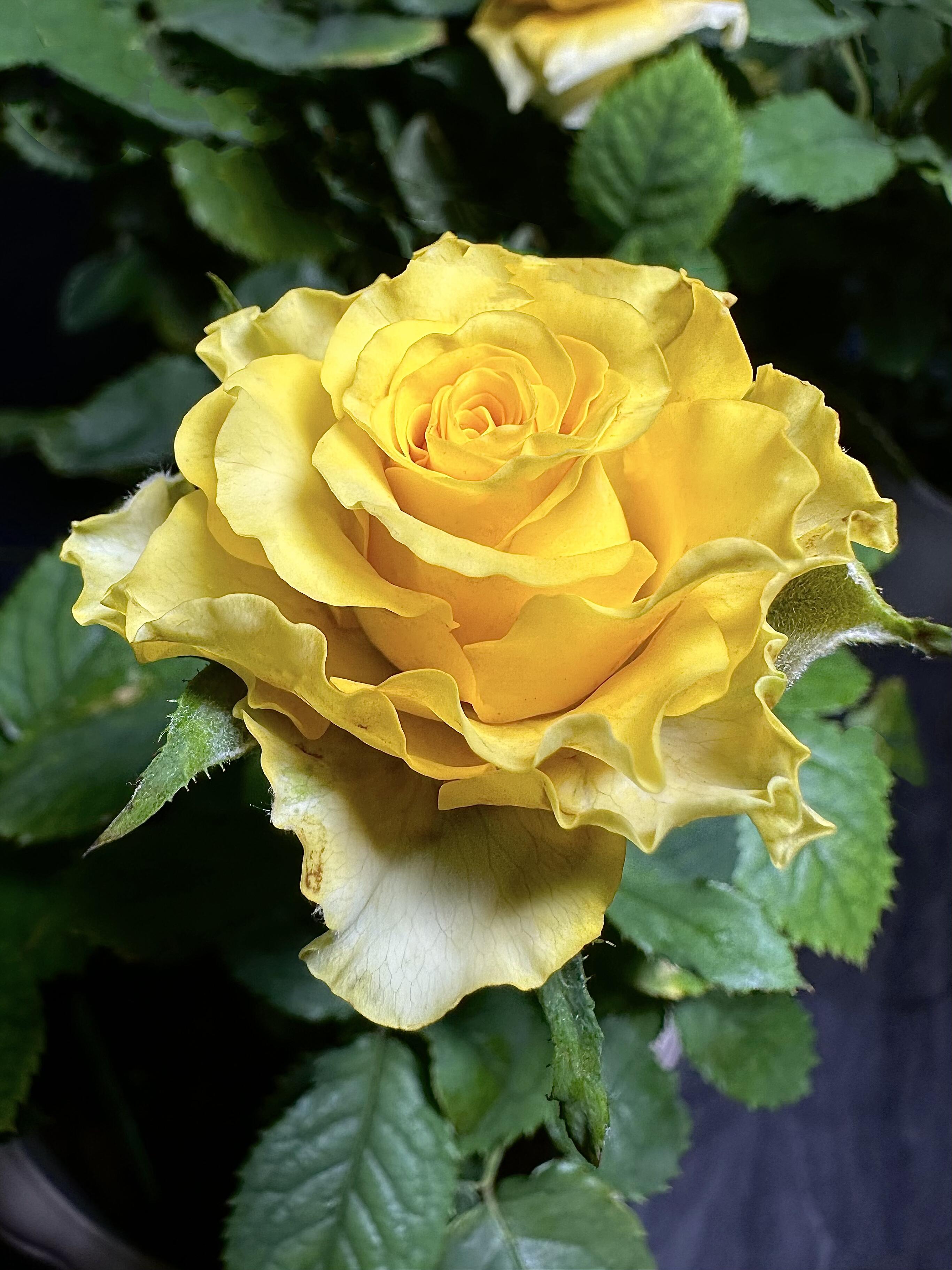 Rose ' Shell｜ 贝壳 – Kisaki Plant