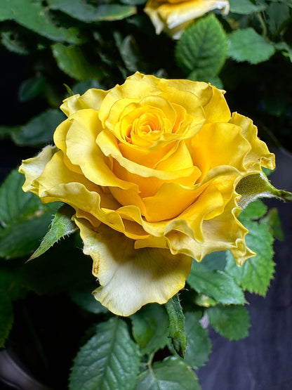 Rose  ’ Shell｜ 贝壳