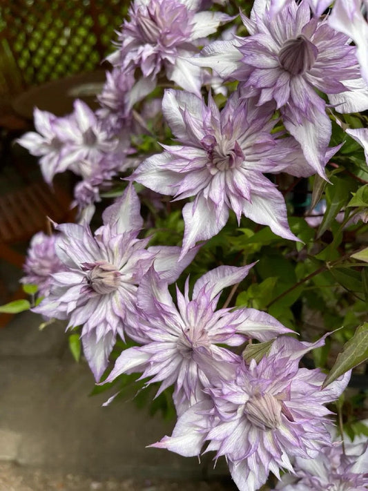 Clematis ‘’Lady Kyoko | レディ・キョウコ| 恭子小姐 ‘’