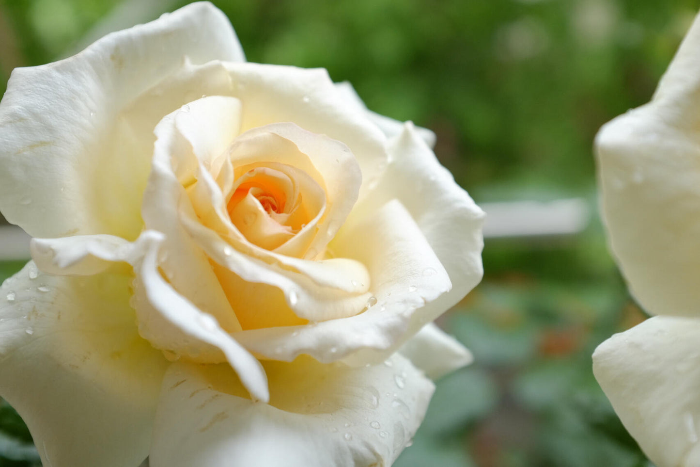 Rose  ‘ Anastasia ｜假面公主 - Award-Winning Variety